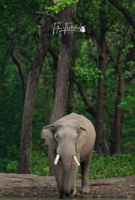 Veeru Negi, wildlife photography guide — portfolio cover