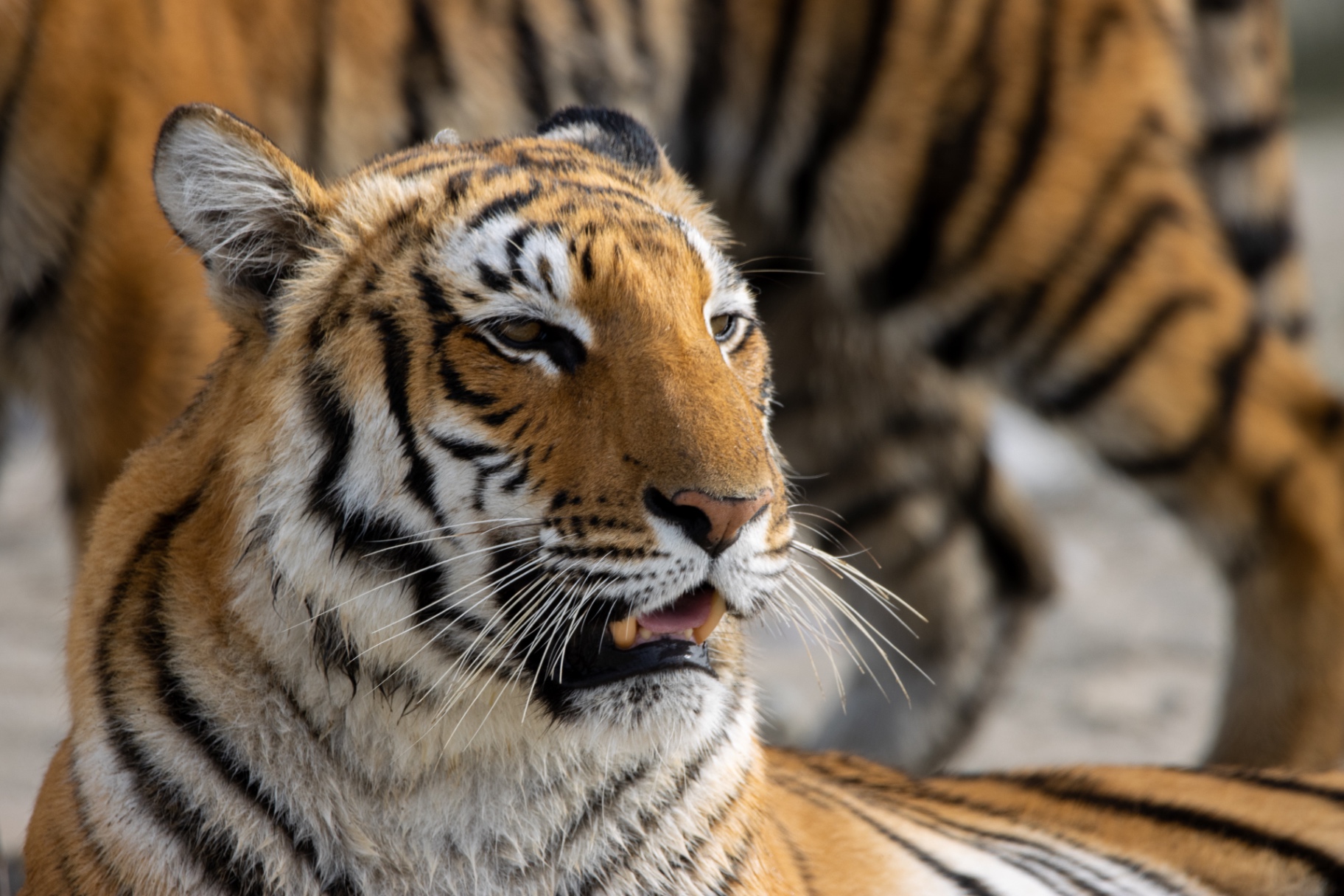 Amit Kushwaha, wildlife photography guide — portfolio cover